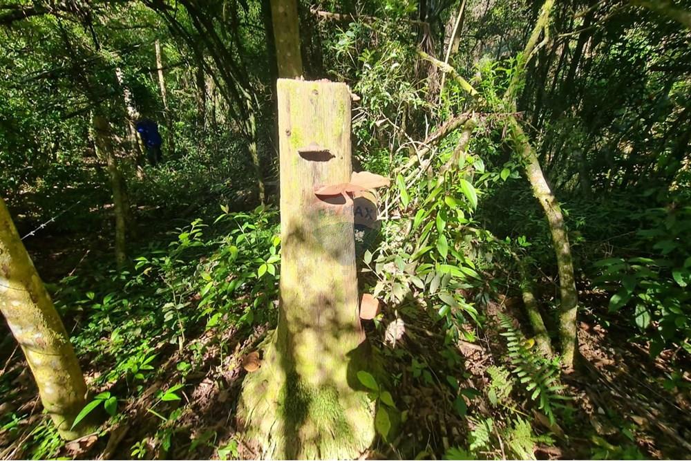 Chácara / Sítio / Fazenda - Venda - Tijucas do Sul , Paraná - 9689e644-8384-485d-a4d4-d29405ef5445.jpeg - 560391051-20