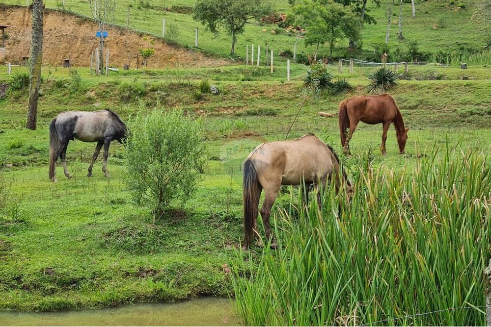 Chácara / Sítio / Fazenda - Venda - Tijucas do Sul , Paraná - 62f4c687-079e-4e2f-98b4-3245aa090158.jpeg - 560391051-16