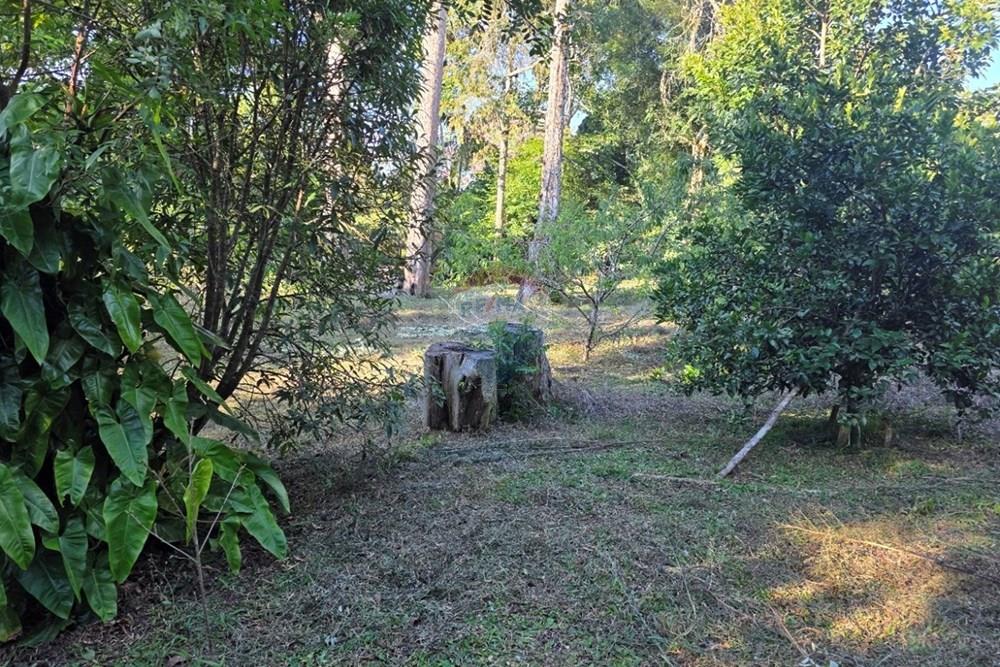 Terreno - Venda - Pinhais , Paraná - 20260206_174359.jpg - 560501001-19