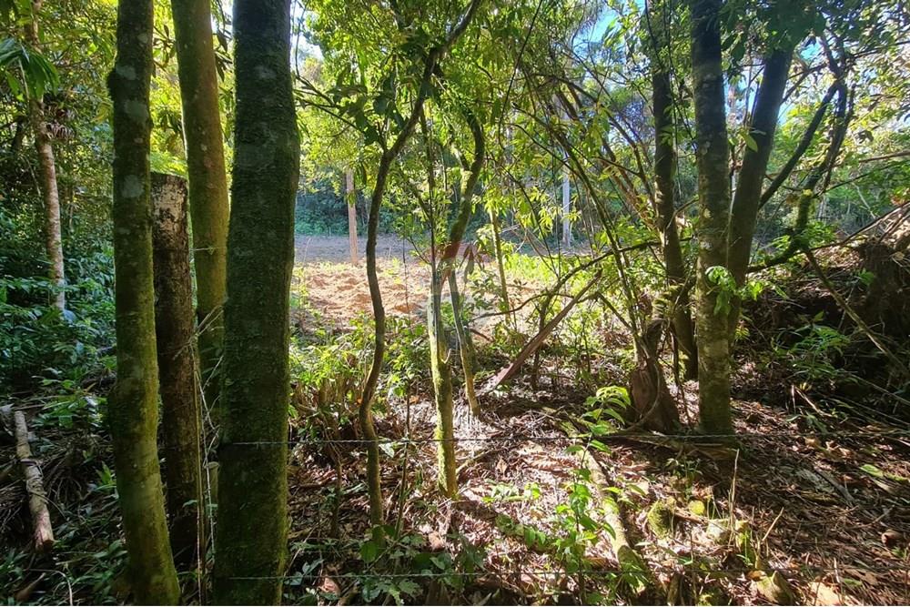 Chácara / Sítio / Fazenda - Venda - Tijucas do Sul , Paraná - 8a3185c3-74c7-4e01-be6a-66ed4c3a06ad.jpeg - 560391051-20