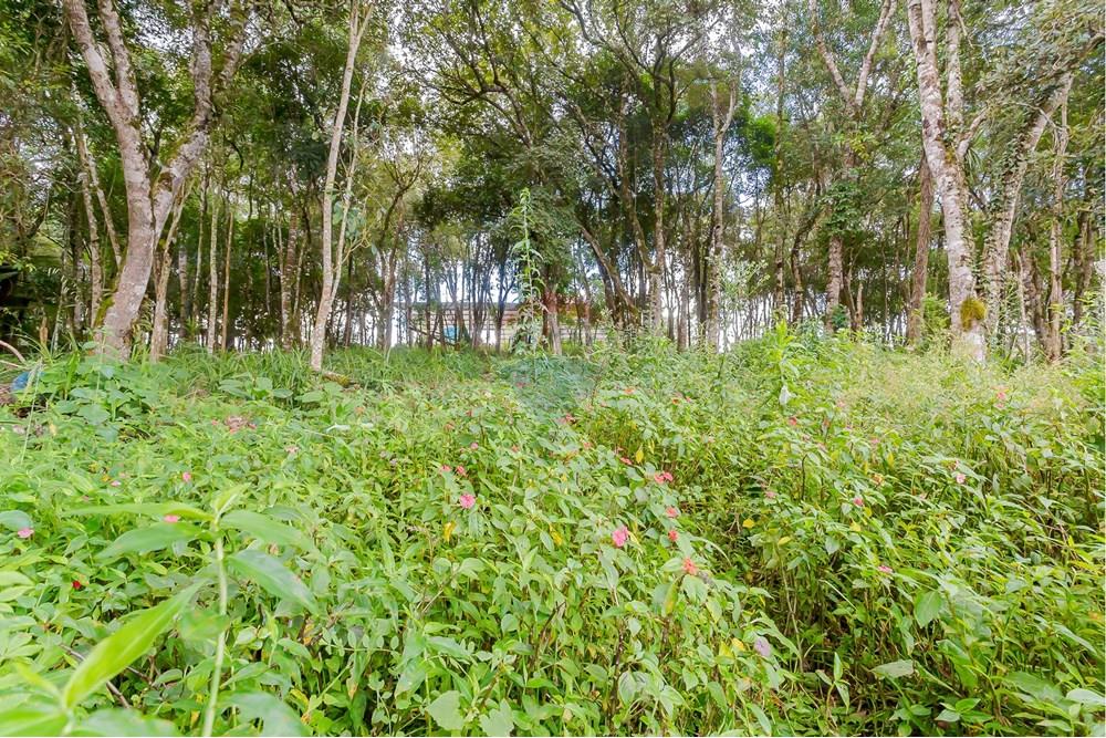 Terreno - Venda - Colombo , Paraná - _MG_7370.jpg - 560391062-13