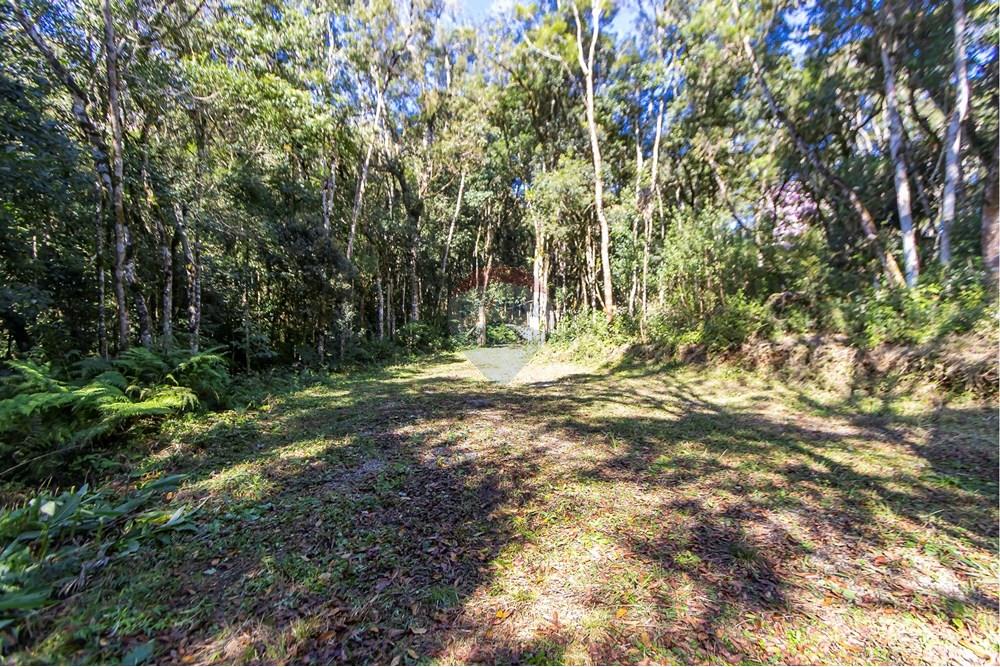 Chácara / Sítio / Fazenda - Venda - Piraquara , Paraná - IMG_3639_1.jpg - 560431012-39