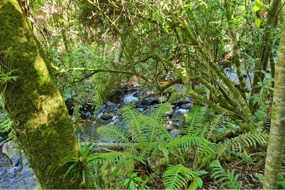 Chácara / Sítio / Fazenda - Venda - Tijucas do Sul , Paraná - 09b192af-bece-4717-b086-be412c0354f8.jpeg - 560391051-20