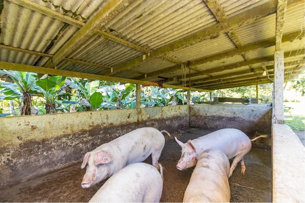 Chácara / Sítio / Fazenda - Venda - Antonina , Paraná - IMG_4803.jpg - 560411008-83