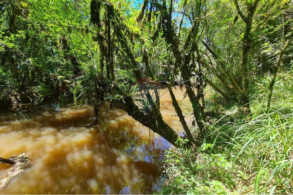 Chácara / Sítio / Fazenda - Venda - São José dos Pinhais , Paraná - 7e6bea5e-f154-4708-801d-d48d53528f94.jpeg - 560331128-24