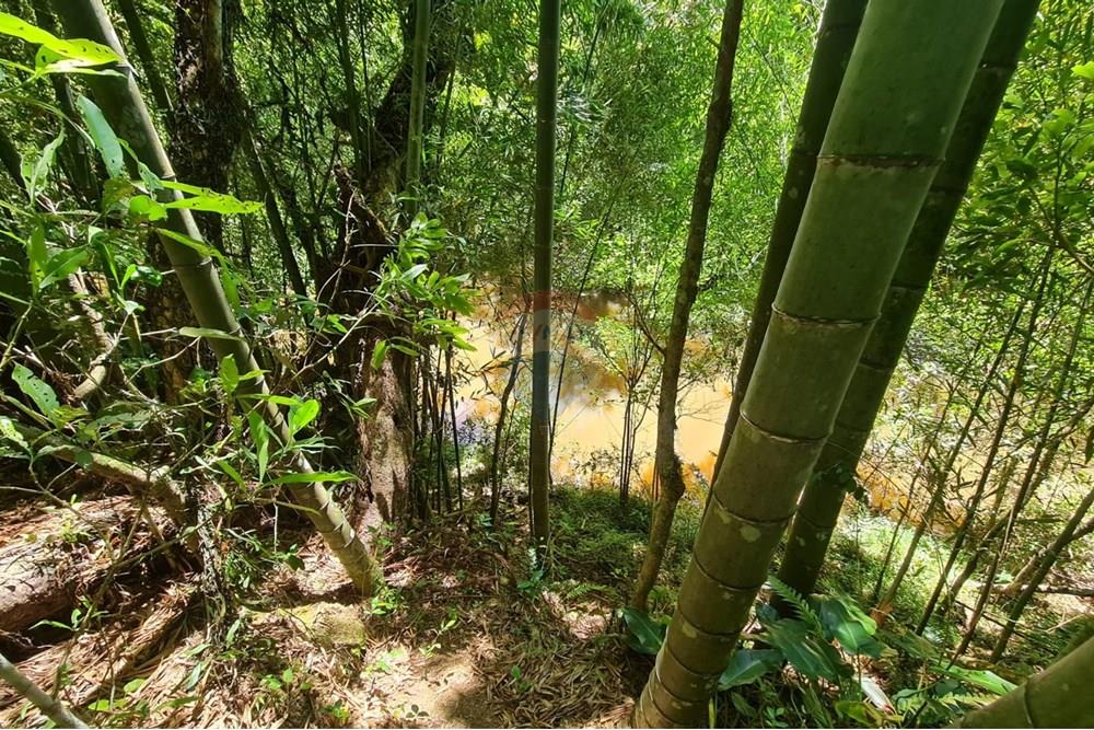 Chácara / Sítio / Fazenda - Venda - São José dos Pinhais , Paraná - 72475f7c-be9f-4d05-b8fd-130c633efed4.jpeg - 560331128-24