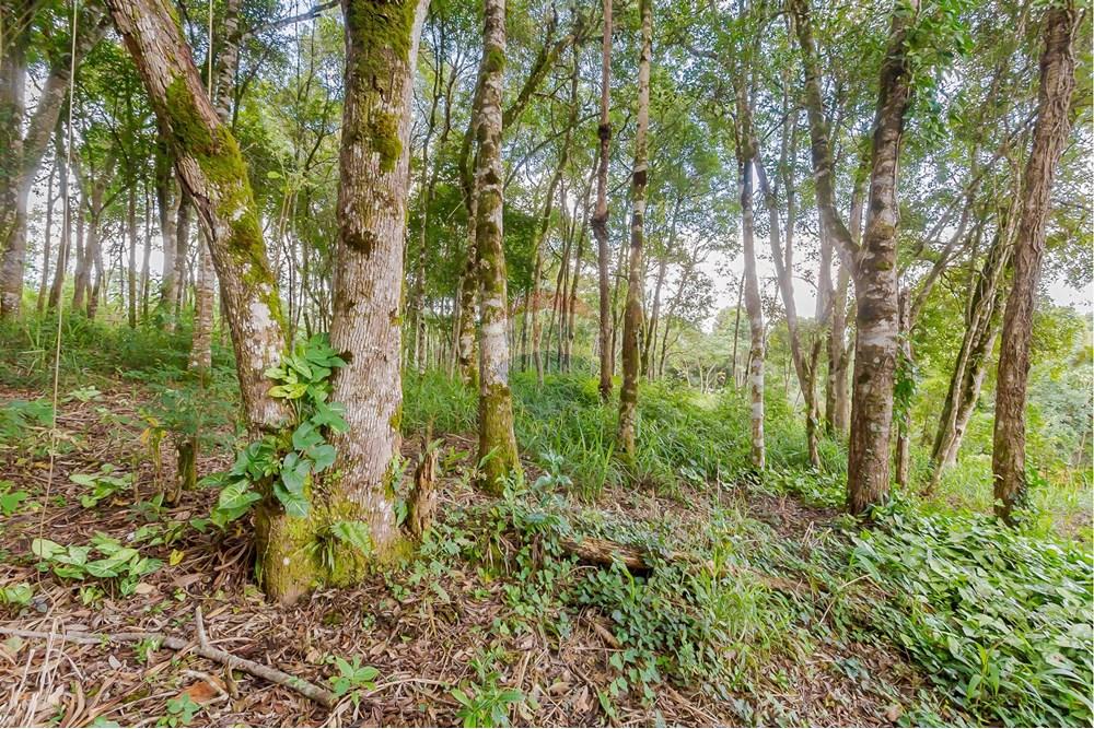 Terreno - Venda - Colombo , Paraná - _MG_7354.jpg - 560391062-13