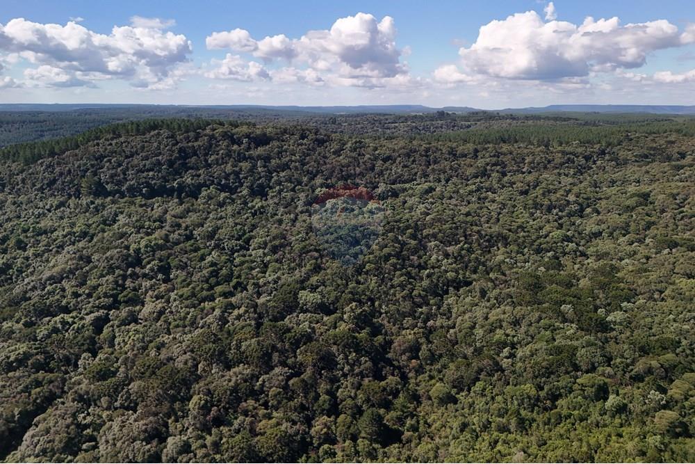 Terreno - Venda - Calmon , Santa Catarina - Fundos.JPG - 560351109-12