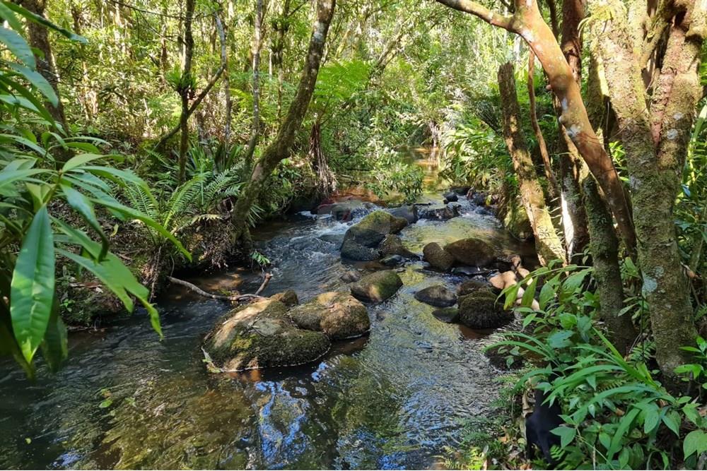 Chácara / Sítio / Fazenda - Venda - Tijucas do Sul , Paraná - 1c726d57-999e-4ad8-8dcc-2ef487c8d54f.jpeg - 560391051-20