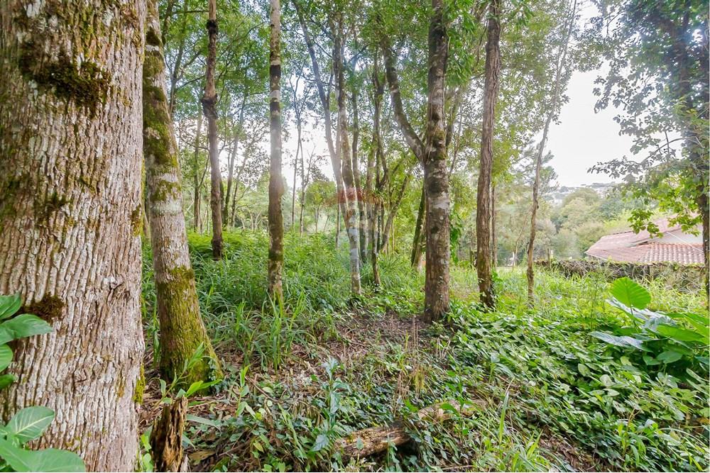 Terreno - Venda - Colombo , Paraná - _MG_7351.jpg - 560391062-13