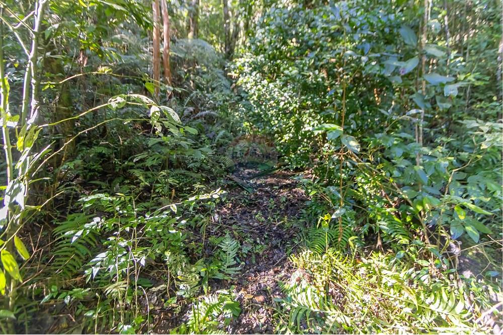 Chácara / Sítio / Fazenda - Venda - Piraquara , Paraná - IMG_3633.jpg - 560431012-39