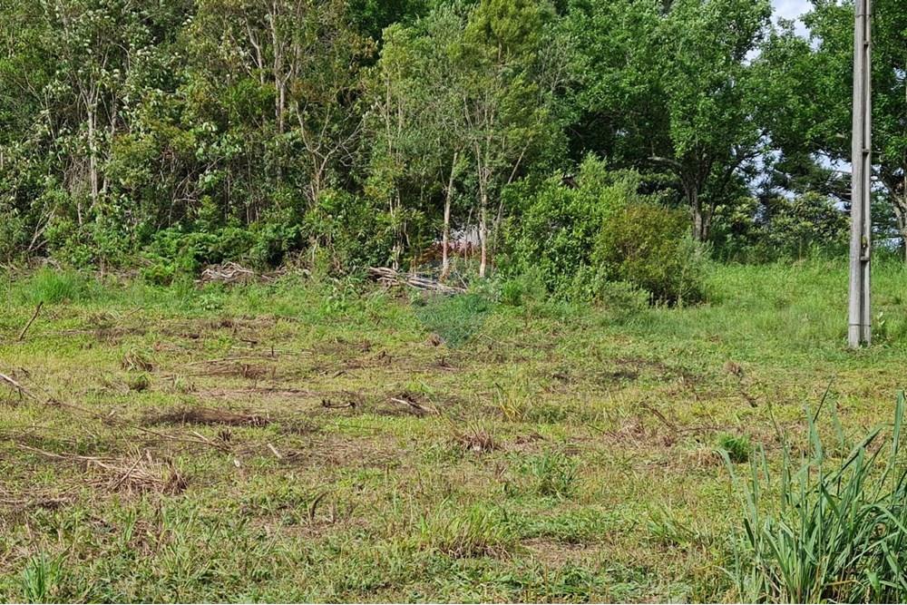 Chácara / Sítio / Fazenda - Venda - São José dos Pinhais , Paraná - 500e69f3-1dba-4ecb-9a9f-7fde669d9316.jpeg - 560331128-24