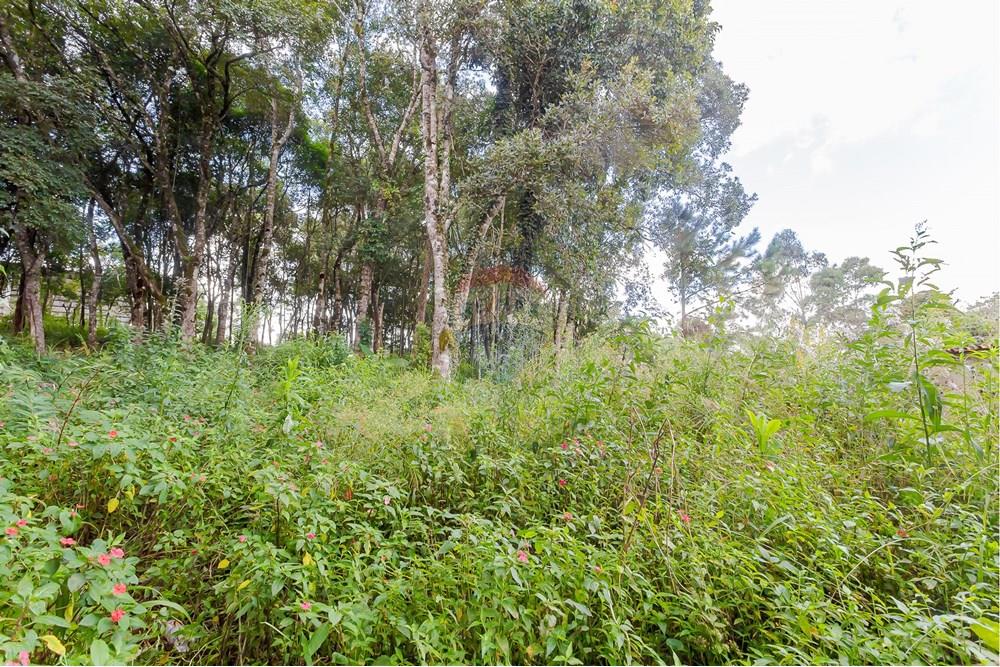 Terreno - Venda - Colombo , Paraná - _MG_7369.jpg - 560391062-13