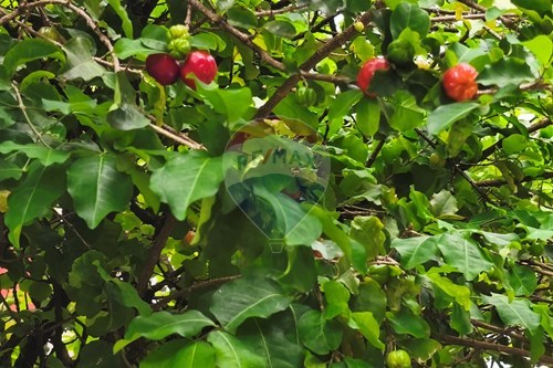 Slider Image Thumbnail