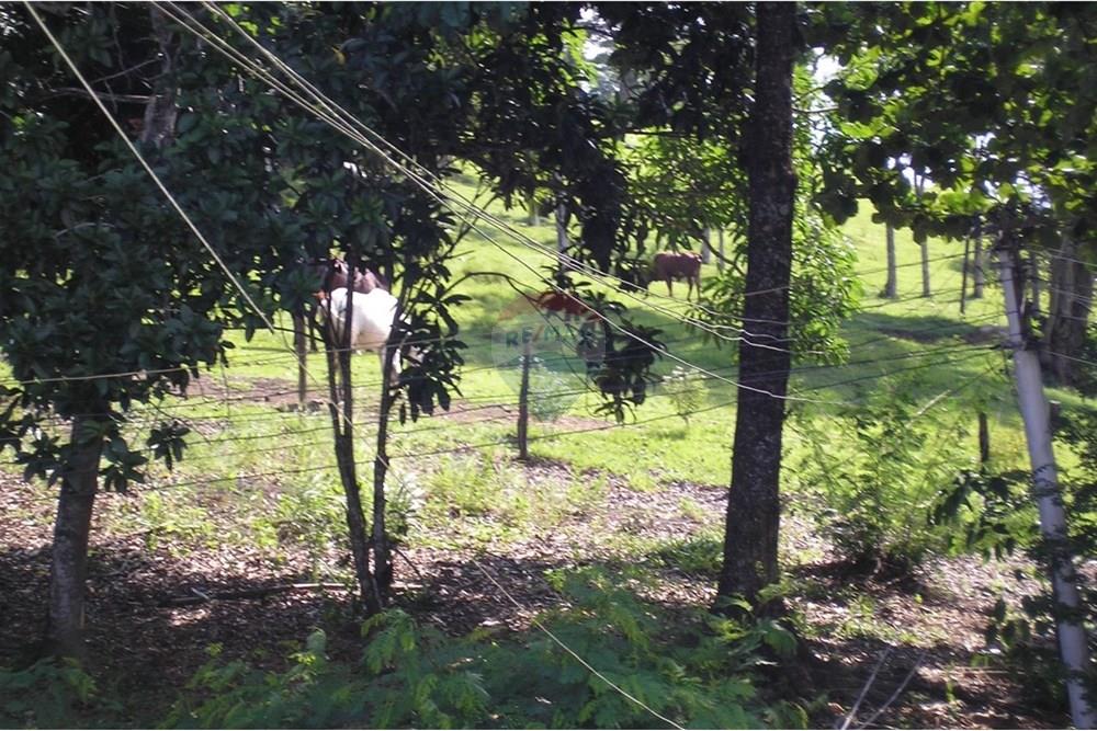 Chácara / Sítio / Fazenda - Venda - Cachoeiras de Macacu , Rio de Janeiro - WhatsApp Image 2024-11-13 at 15.33.52 (1).jpeg - 570371033-52