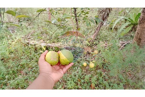 Slider Image Thumbnail