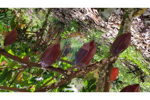 Slider Image Thumbnail