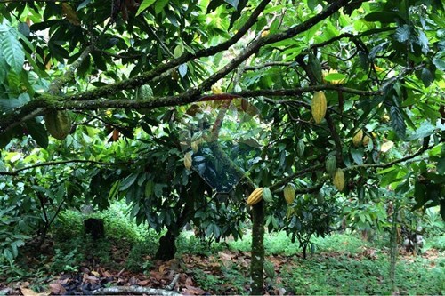 Slider Image Thumbnail