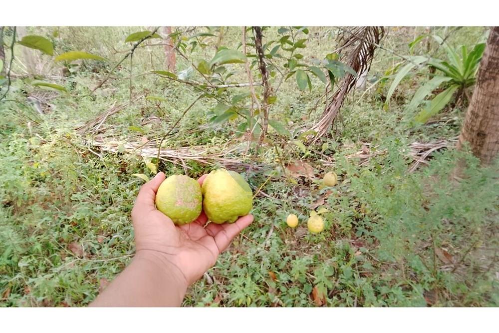 Chácara / Sítio / Fazenda - Venda - Alagoinhas , Bahia - WhatsApp Image 2025-11-09 at 19.24.50 (4).jpeg - 580701044-55