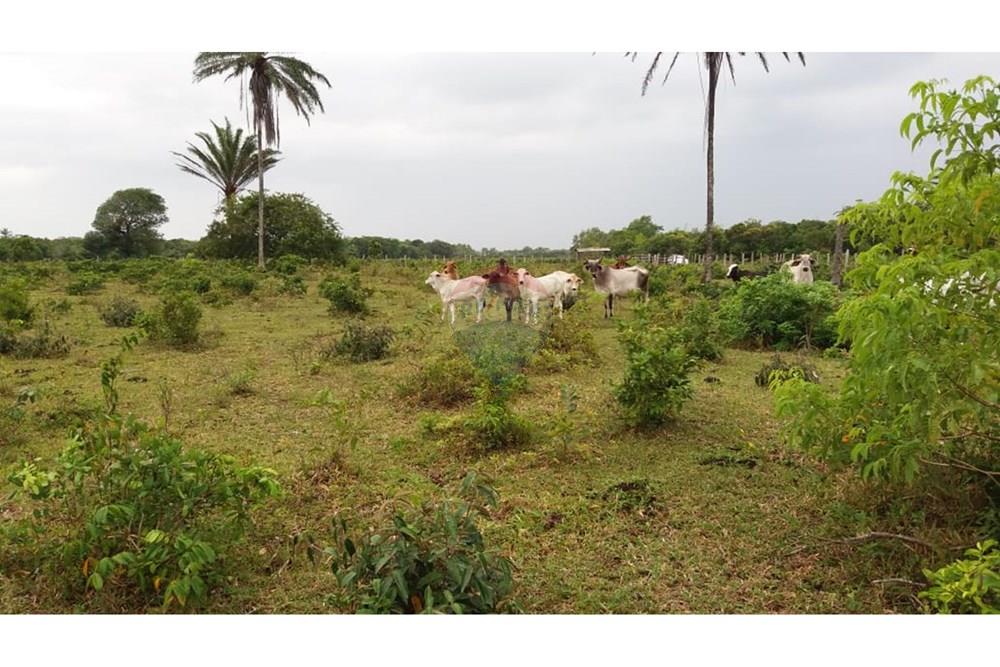 Chácara / Sítio / Fazenda - Venda - Caravelas , Bahia - WhatsApp Image 2025-07-11 at 09.20.09 (4).jpeg - 580411006-269