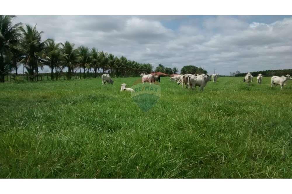 Chácara / Sítio / Fazenda - Venda - Teixeira de Freitas , Bahia - WhatsApp Image 2024-05-13 at 16.09.17 (2).jpeg - 580411003-292