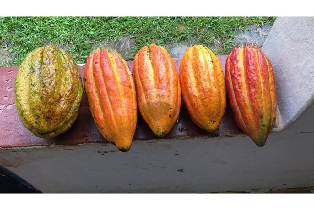 Chácara / Sítio / Fazenda - Venda - Jaguaquara , Bahia - 13.jpeg - 580731023-133