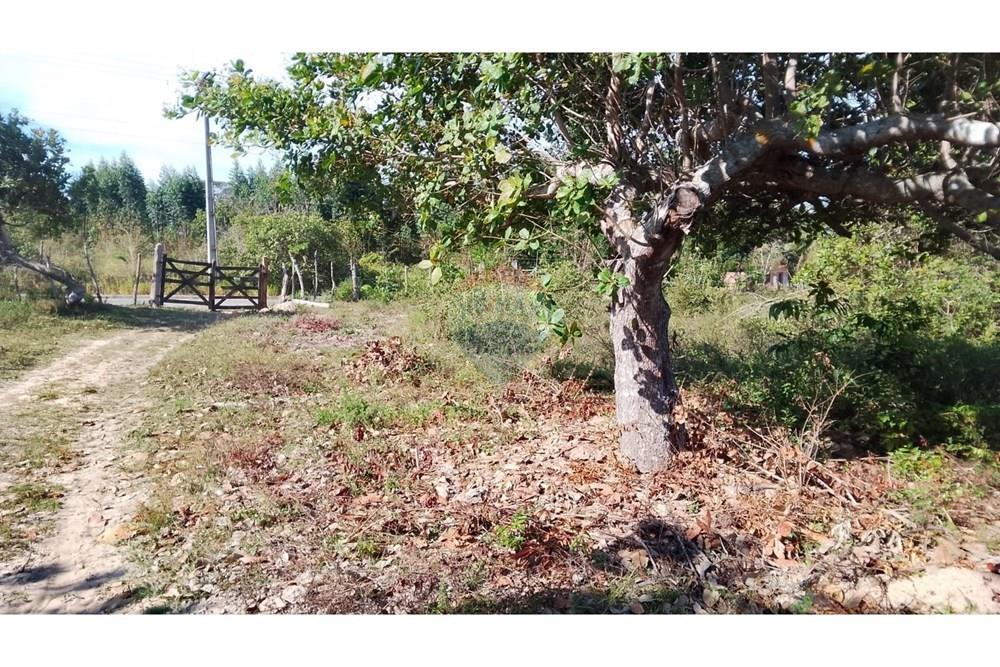 Chácara / Sítio / Fazenda - Venda - Alagoinhas , Bahia - WhatsApp Image 2025-11-09 at 19.23.25.jpeg - 580701044-55