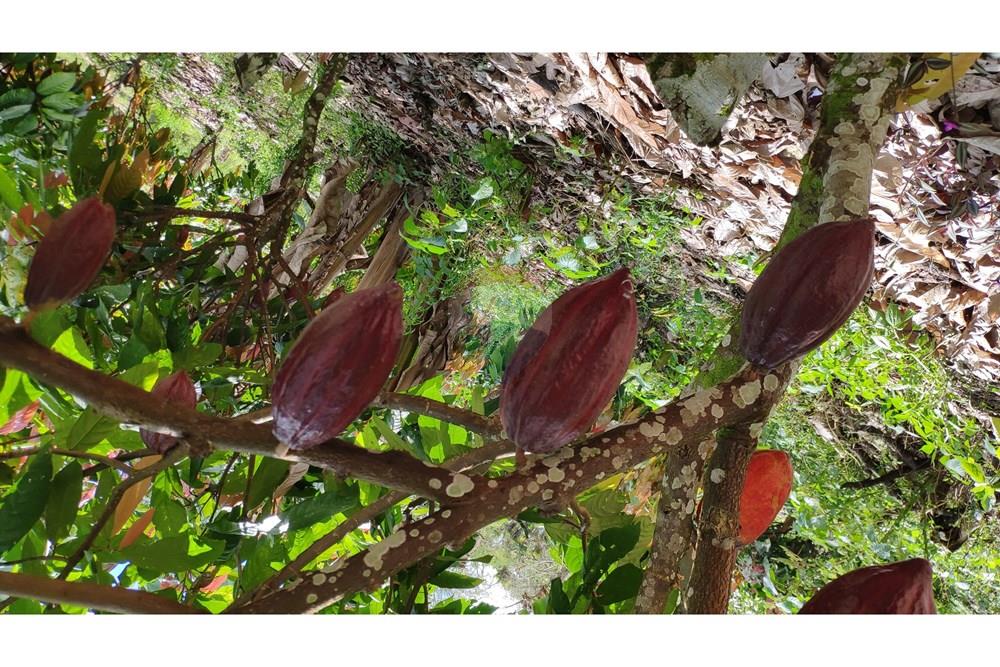 Chácara / Sítio / Fazenda - Venda - Jequié , Bahia - 54.jpg - 580731023-74