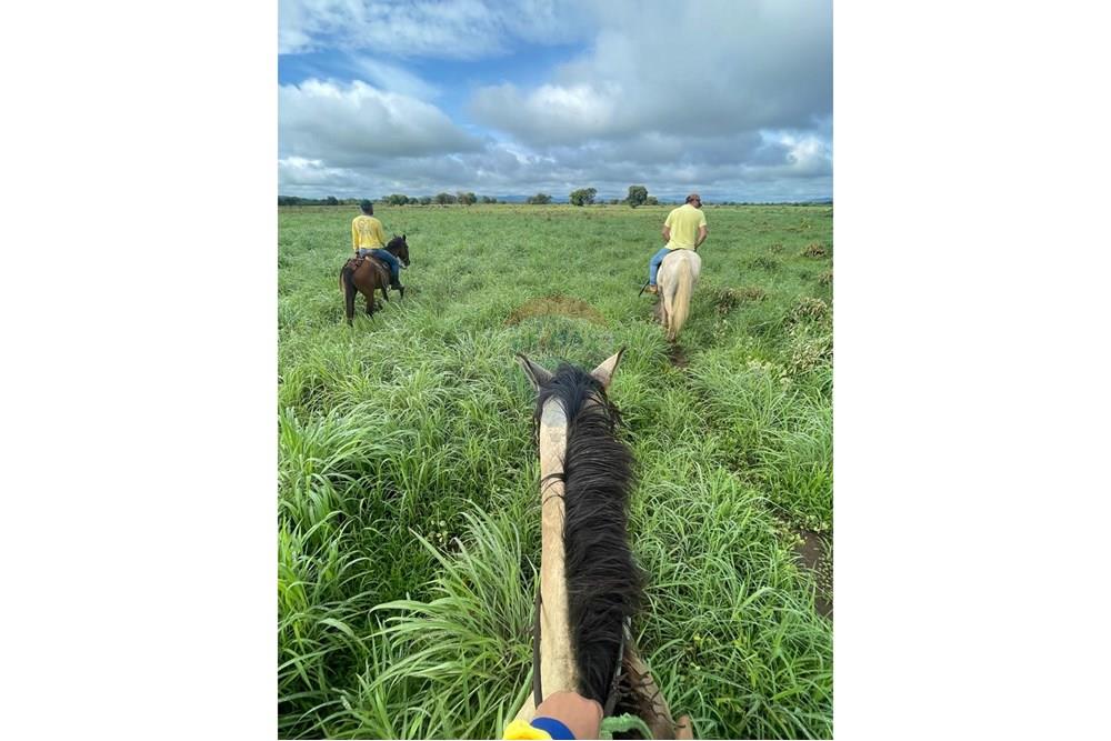 Agro - Venda - Wanderley , Bahia - Imagem do WhatsApp de 2025-08-13 à(s) 16.10.02_c6cea7a3.jpg - 580791016-14