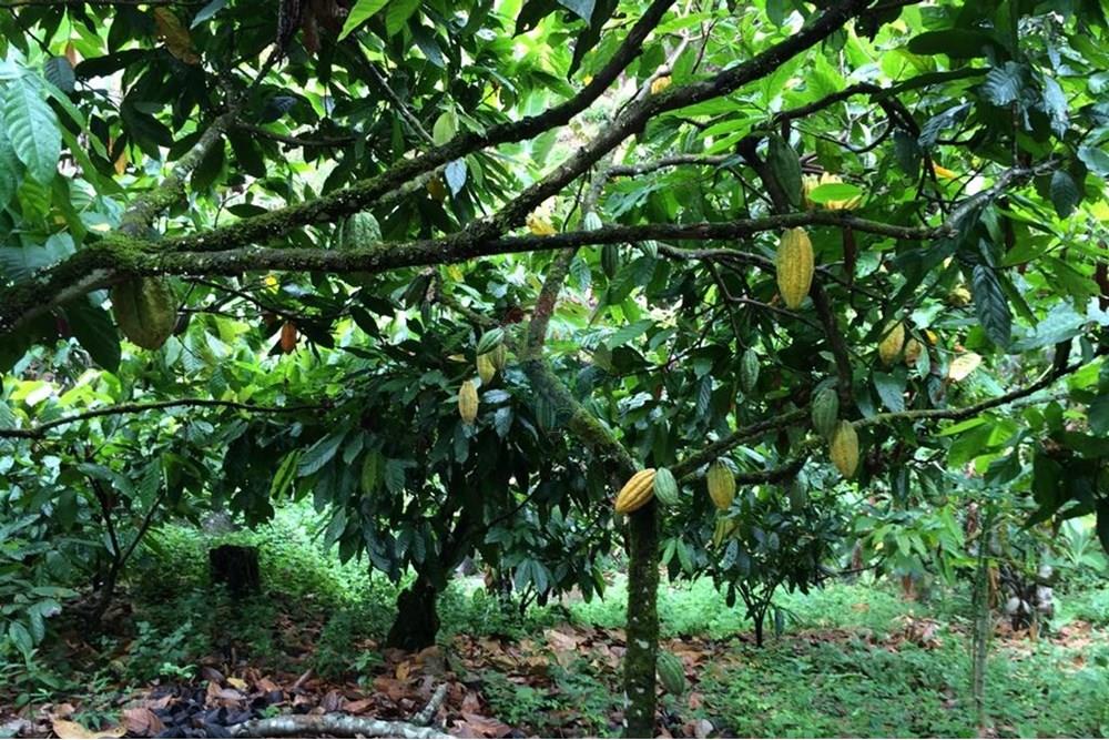 Chácara / Sítio / Fazenda - Venda - Jaguaquara , Bahia - 14.jpeg - 580731023-133