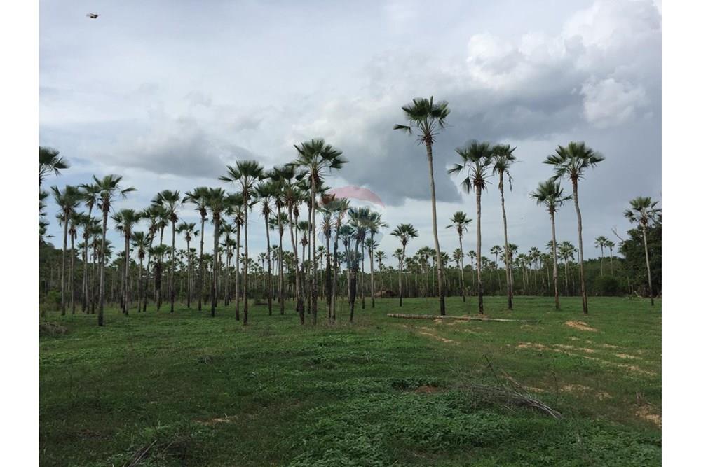 Fazenda - Venda - Aroazes , Piauí - Imagem do WhatsApp de 2025-09-30 à(s) 12.07.07_ed2474d9.jpg - 580791016-19