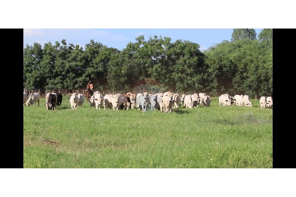 Fazenda - Venda - Wanderley , Bahia - WhatsApp Image 2026-03-24 at 17.30.03 (4).jpeg - 580791016-28