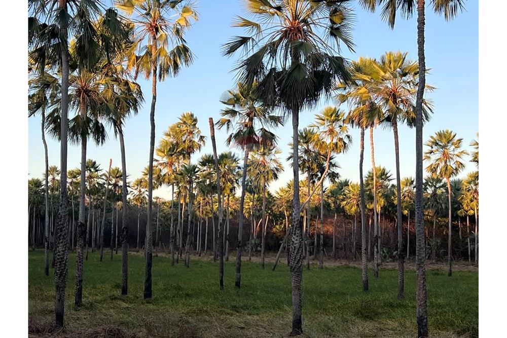 Fazenda - Venda - Aroazes , Piauí - Imagem do WhatsApp de 2025-09-30 à(s) 12.15.00_8d8d1487.jpg - 580791016-19
