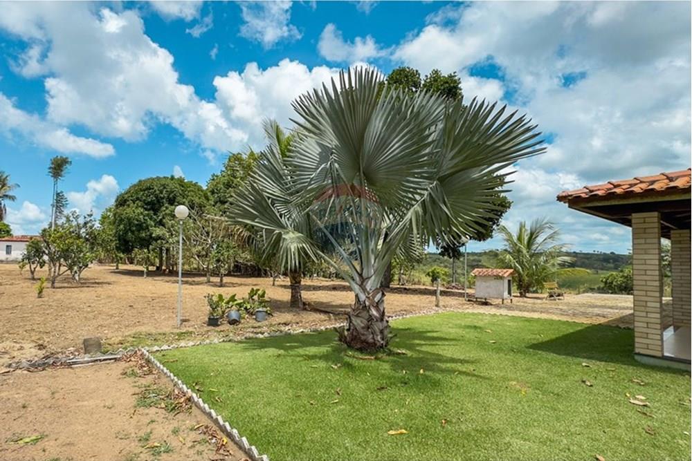 Chácara / Sítio / Fazenda - Venda - Santo Antônio de Jesus , Bahia - IMG_6090.jpg - 580341015-101