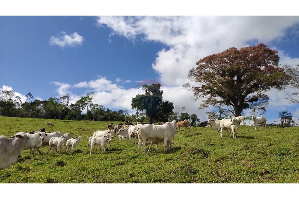 Chácara / Sítio / Fazenda - Venda - Jequié , Bahia - 41.jpg - 580731023-74