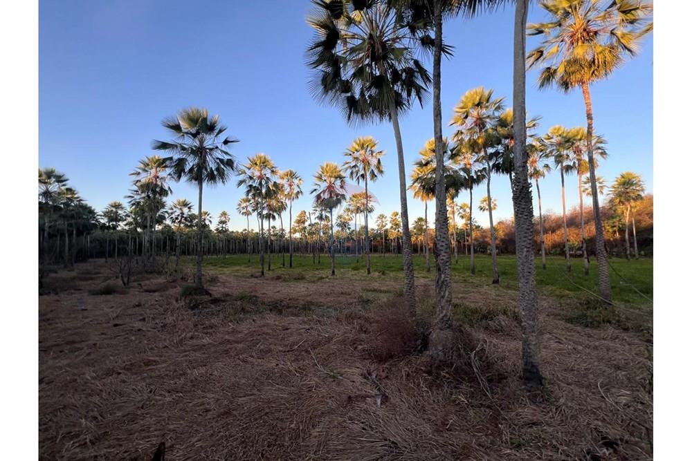 Fazenda - Venda - Aroazes , Piauí - Imagem do WhatsApp de 2025-09-30 à(s) 12.15.00_7b412f39.jpg - 580791016-19