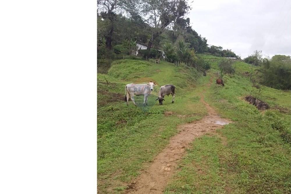 Chácara / Sítio / Fazenda - Venda - Ilhéus , Bahia - WhatsApp Image 2025-08-03 at 12.45.07 (1).jpeg - 580831002-188