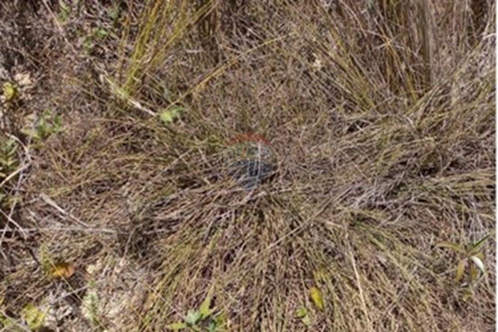 Terreno - Venda - Alagoinhas , Bahia - WhatsApp Image 2025-01-15 at 18.20.06.jpeg - 580701006-42