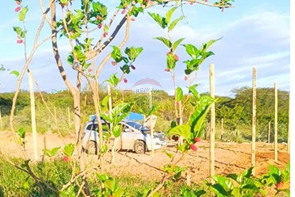 Chácara / Sítio / Fazenda - Venda - Caraíbas , Bahia - WhatsApp Image 2025-06-10 at 14.42.04 (3).jpeg - 580831002-114