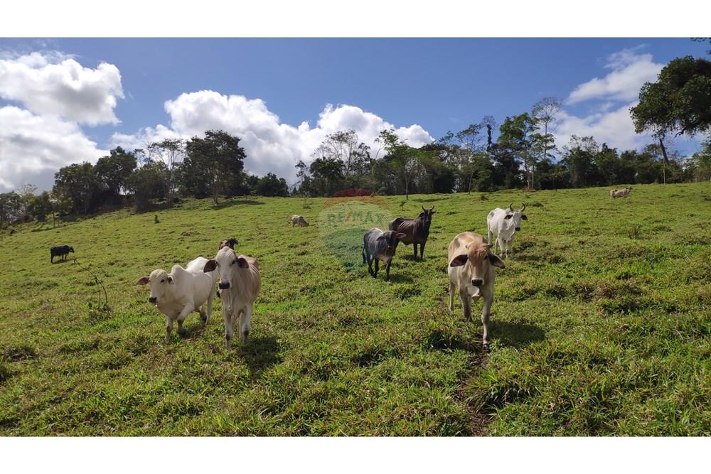 Chácara / Sítio / Fazenda - Venda - Jequié , Bahia - 38.jpg - 580731023-74