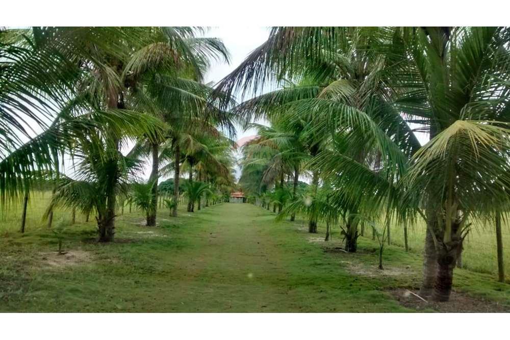 Chácara / Sítio / Fazenda - Venda - Teixeira de Freitas , Bahia - WhatsApp Image 2024-05-13 at 16.09.18 (1).jpeg - 580411003-292