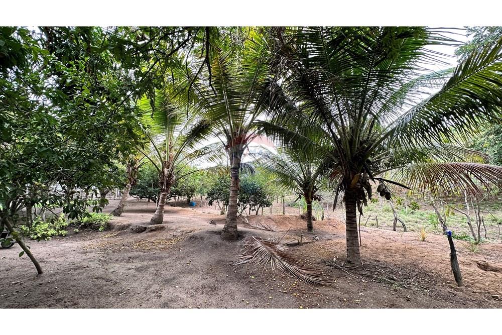 Chácara / Sítio / Fazenda - Venda - Jequié , Bahia - image00031.jpeg - 580731023-51