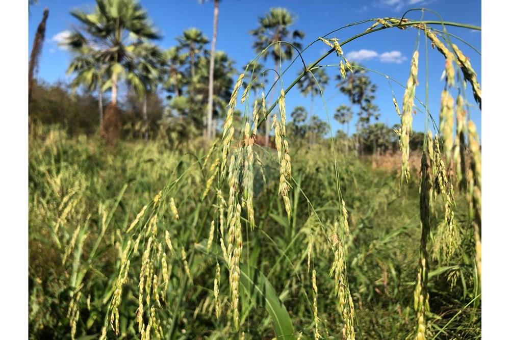 Fazenda - Venda - Aroazes , Piauí - Imagem do WhatsApp de 2025-09-30 à(s) 12.07.07_eea9c8d2.jpg - 580791016-19