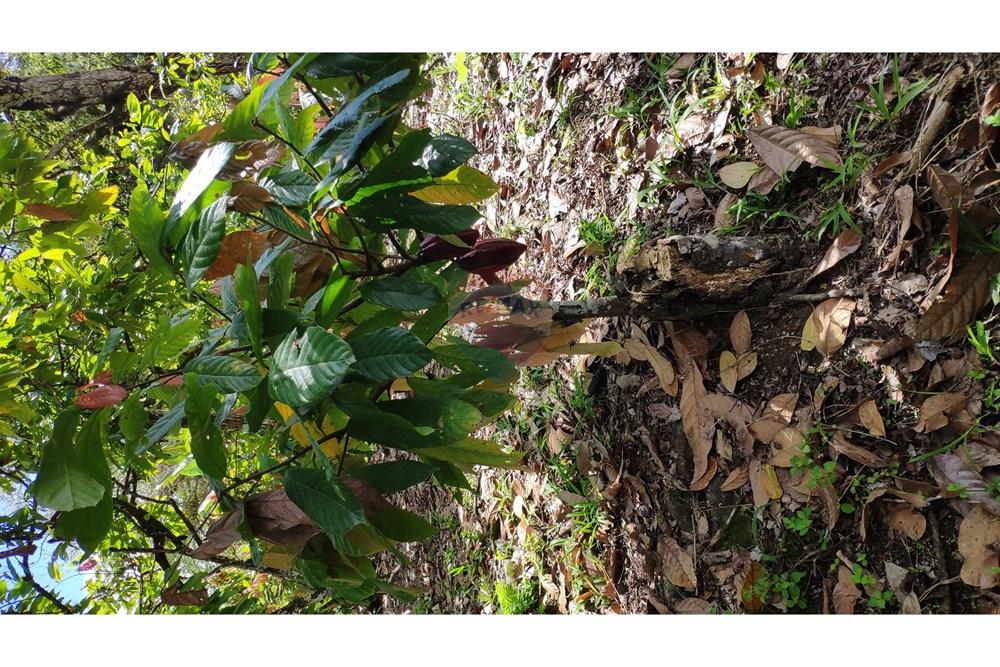 Chácara / Sítio / Fazenda - Venda - Jequié , Bahia - 55.jpg - 580731023-74