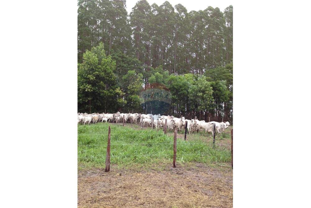 Chácara / Sítio / Fazenda - Venda - Mucuri , Bahia - 9 - 580411006-263