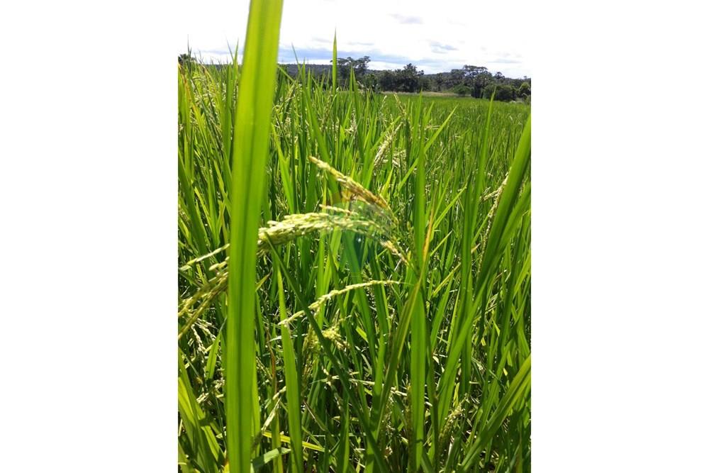 Fazenda - Venda - Aroazes , Piauí - Imagem do WhatsApp de 2025-09-30 à(s) 12.07.06_24be1bd6.jpg - 580791016-19