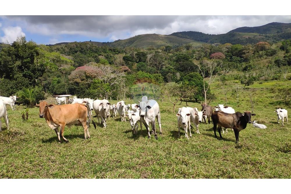Chácara / Sítio / Fazenda - Venda - Jequié , Bahia - 39.jpg - 580731023-74
