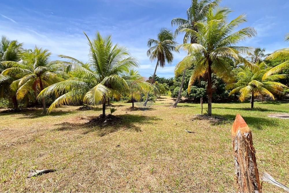 Terreno - Venda - Camaçari , Bahia - IMG_4758.jpg - 580491001-74