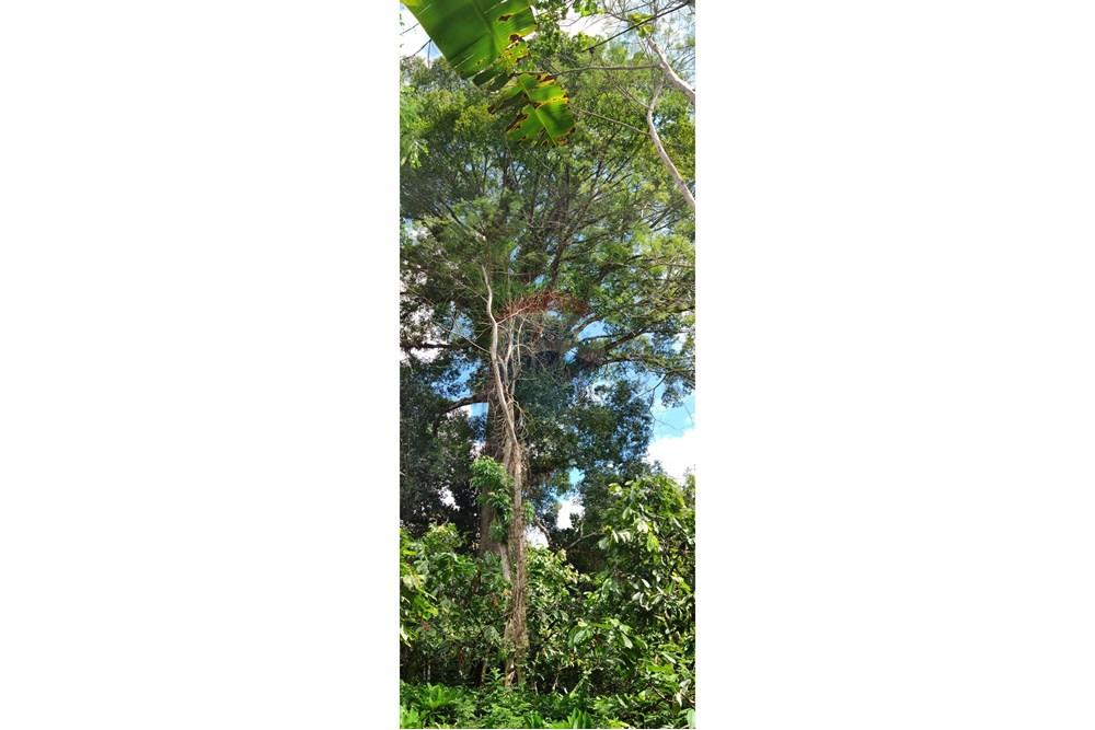 Chácara / Sítio / Fazenda - Venda - Jequié , Bahia - 52.jpg - 580731023-74