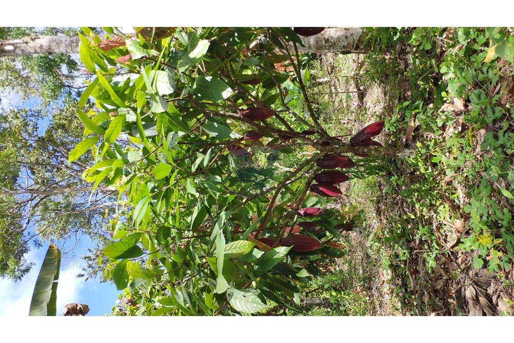 Chácara / Sítio / Fazenda - Venda - Jequié , Bahia - 57.jpg - 580731023-74